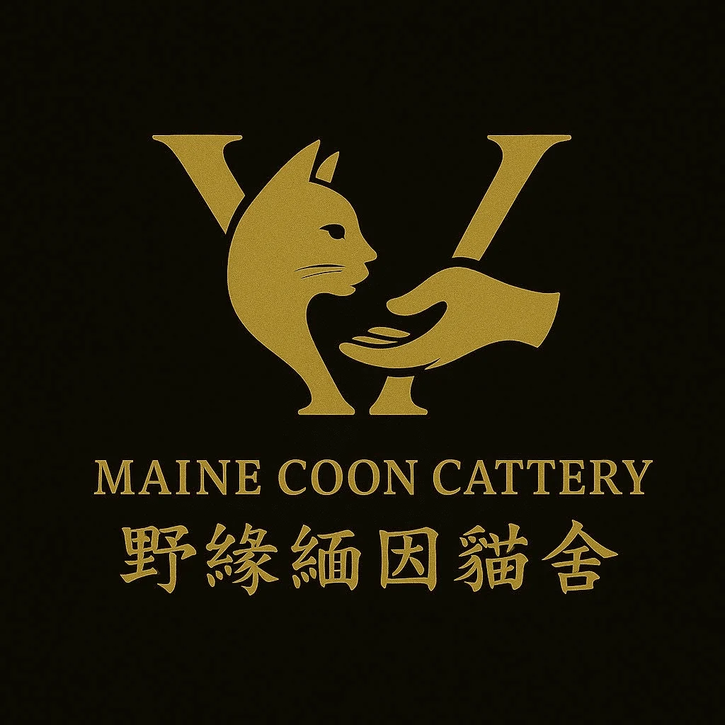 桃園緬因貓舍推薦野緣緬因貓舍