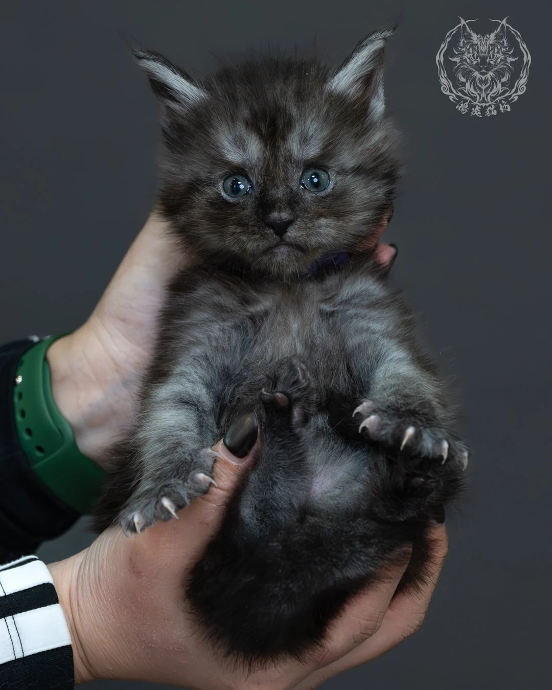 黑煙燻緬因貓 10