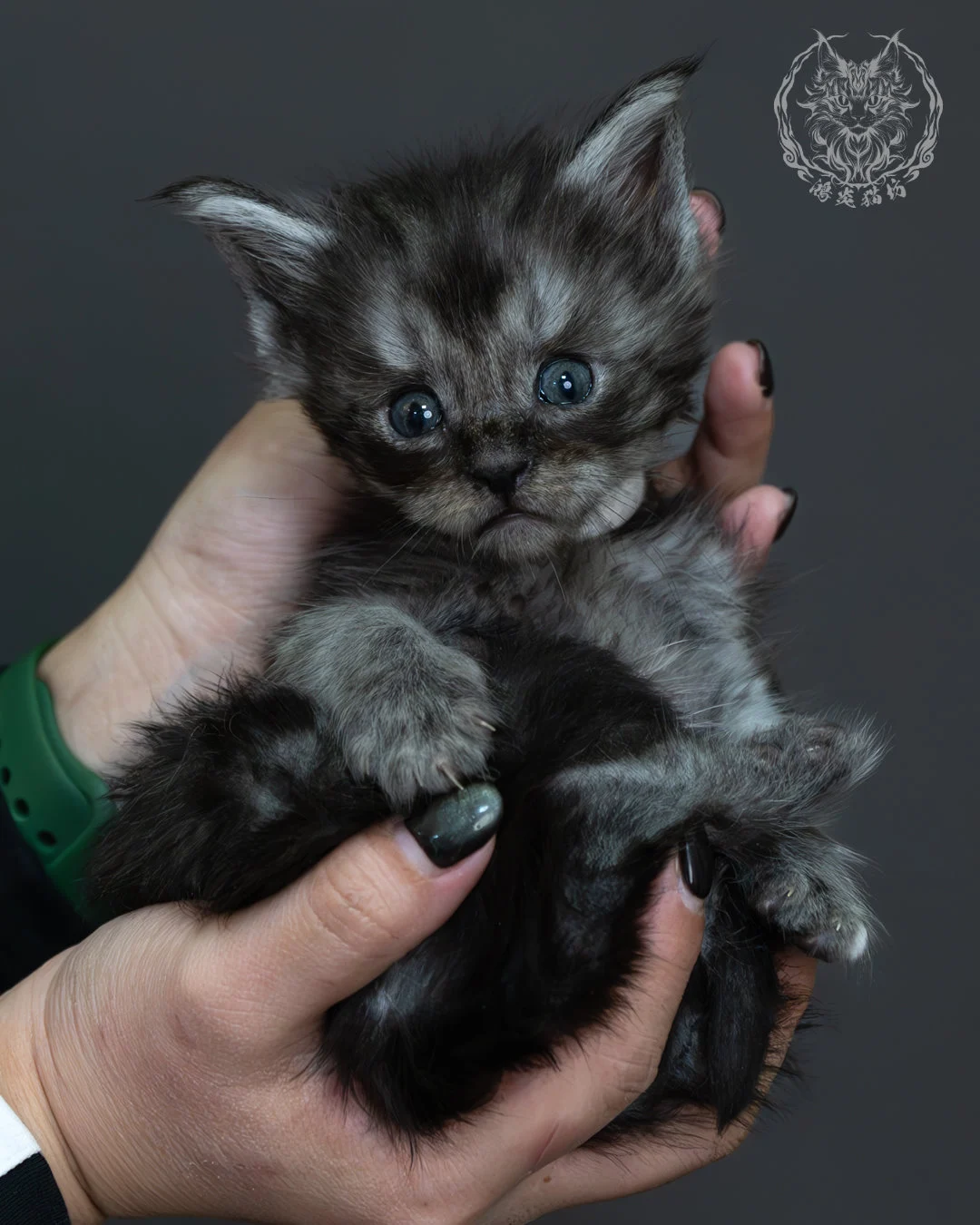 黑煙燻緬因貓 8