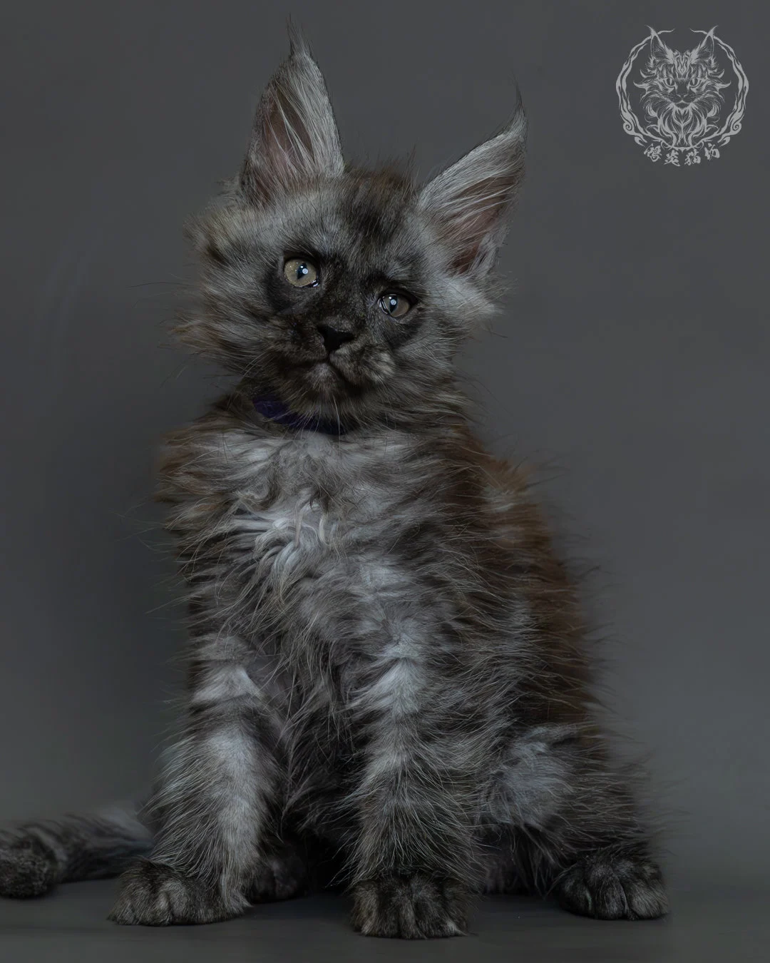 黑煙燻緬因貓 4