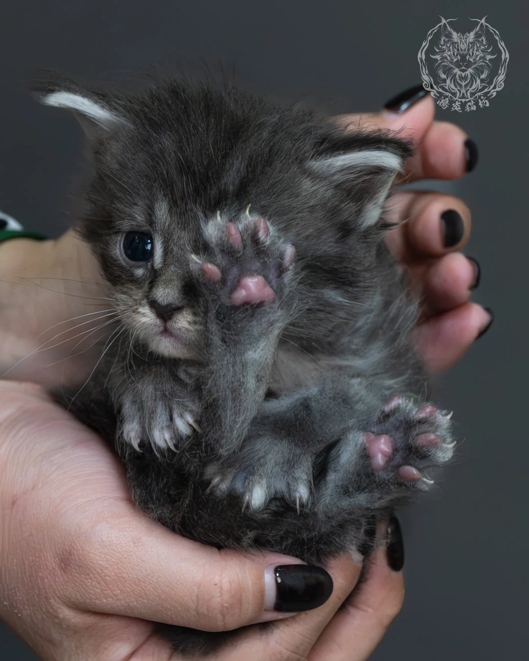 藍銀虎斑緬因貓 12