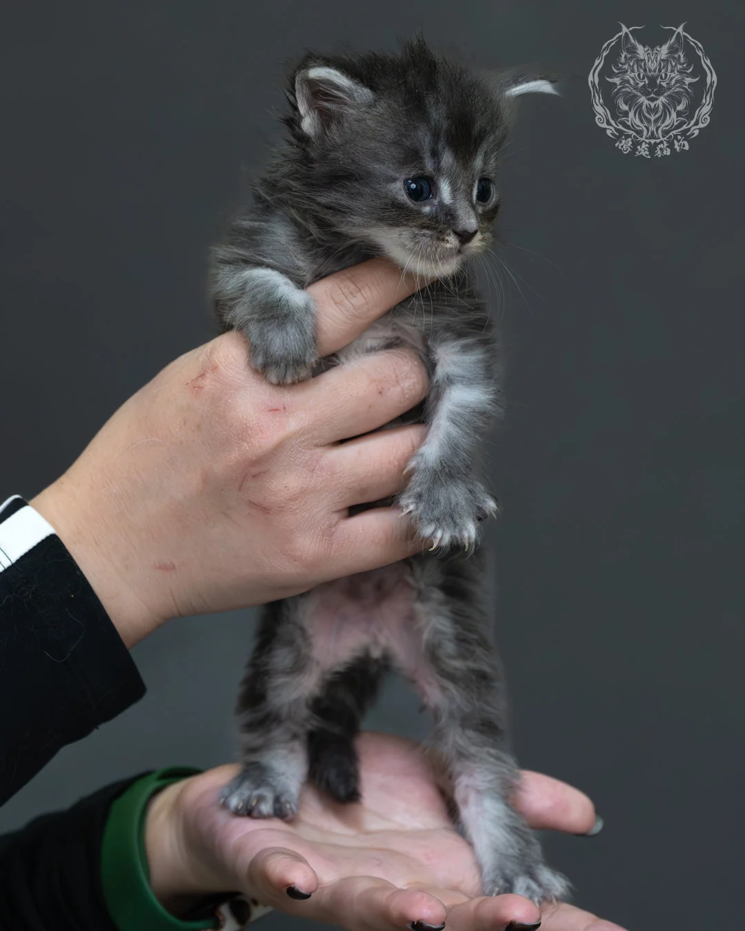 藍銀虎斑緬因貓 2