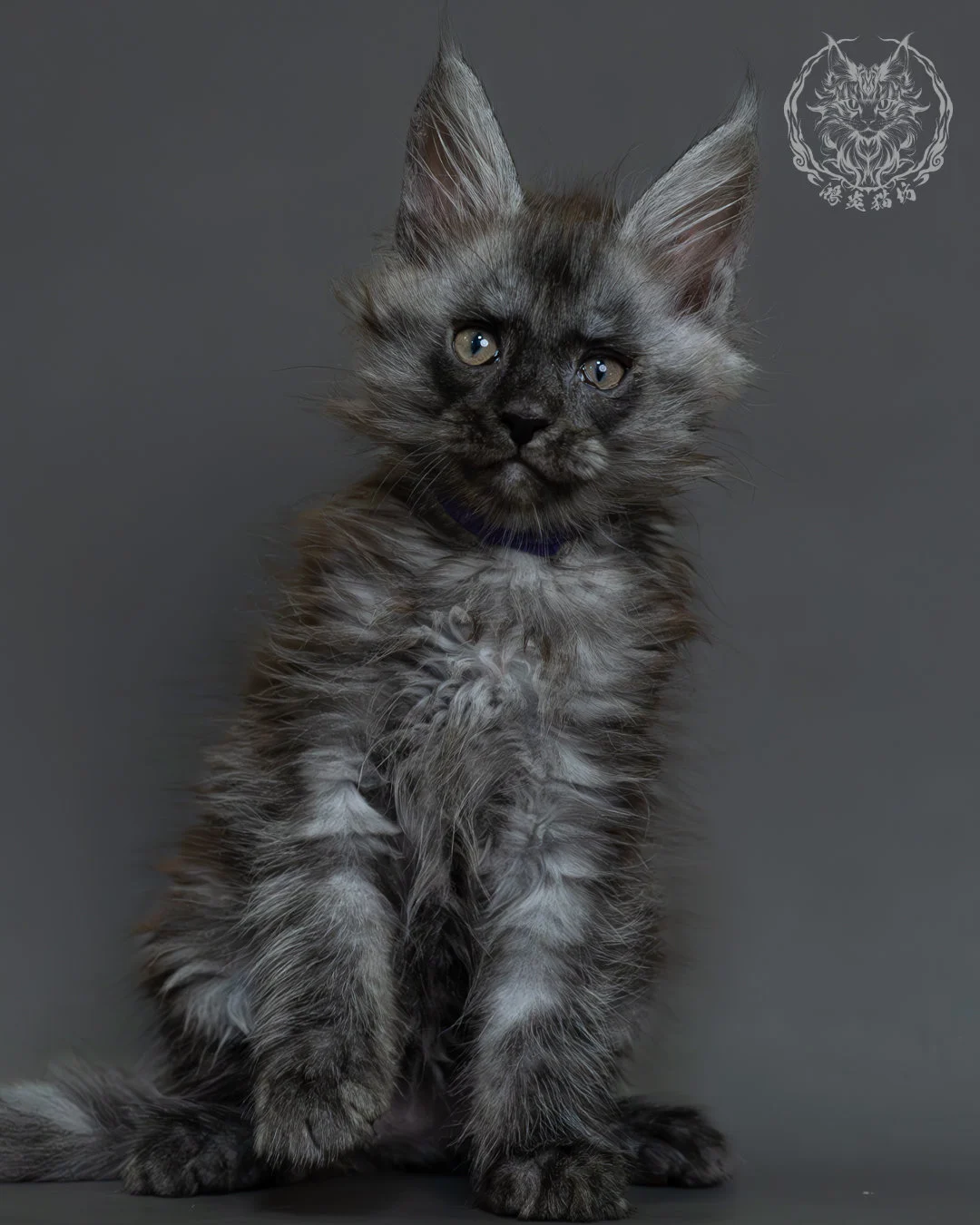 黑煙燻緬因貓 10