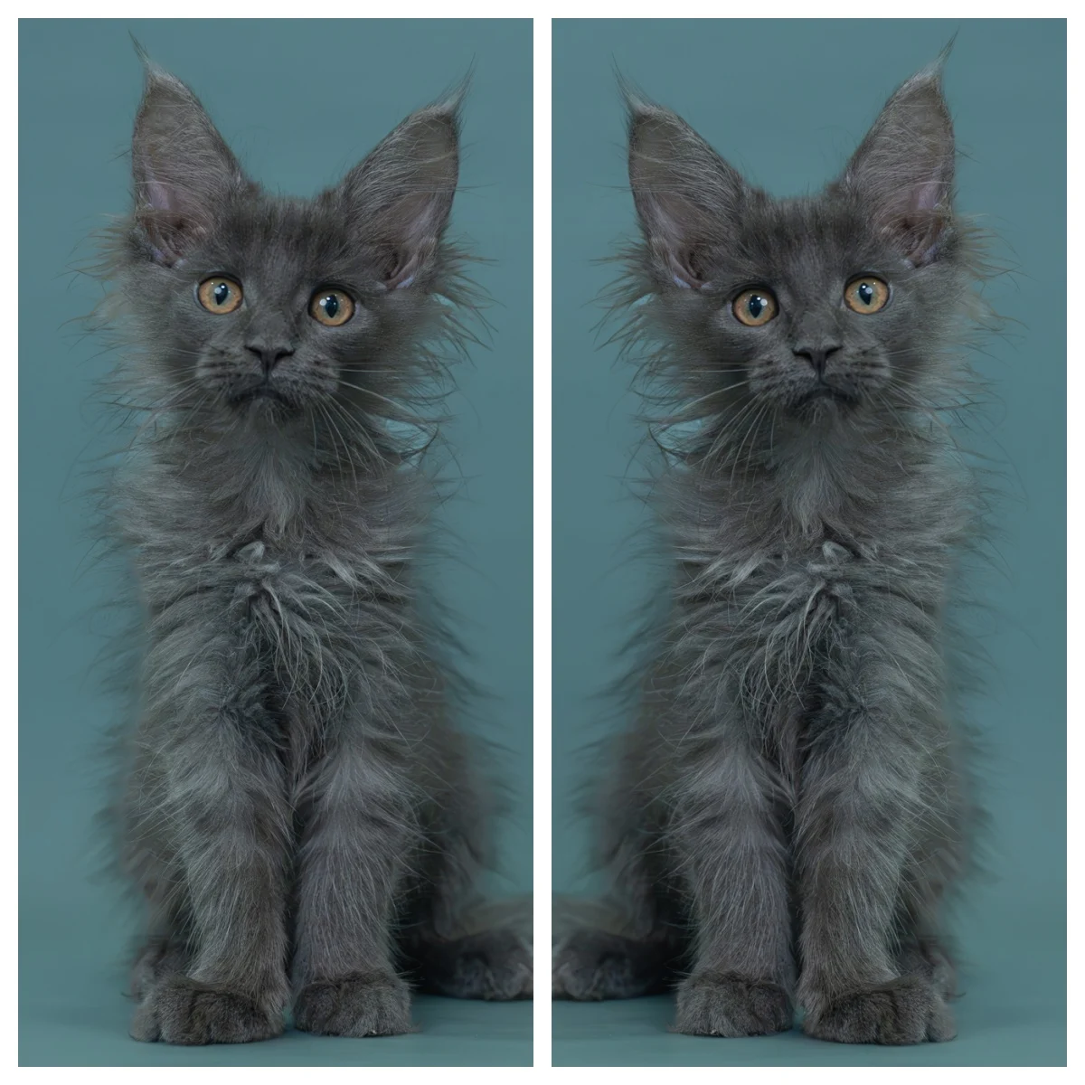 藍煙燻緬因貓3個月記錄