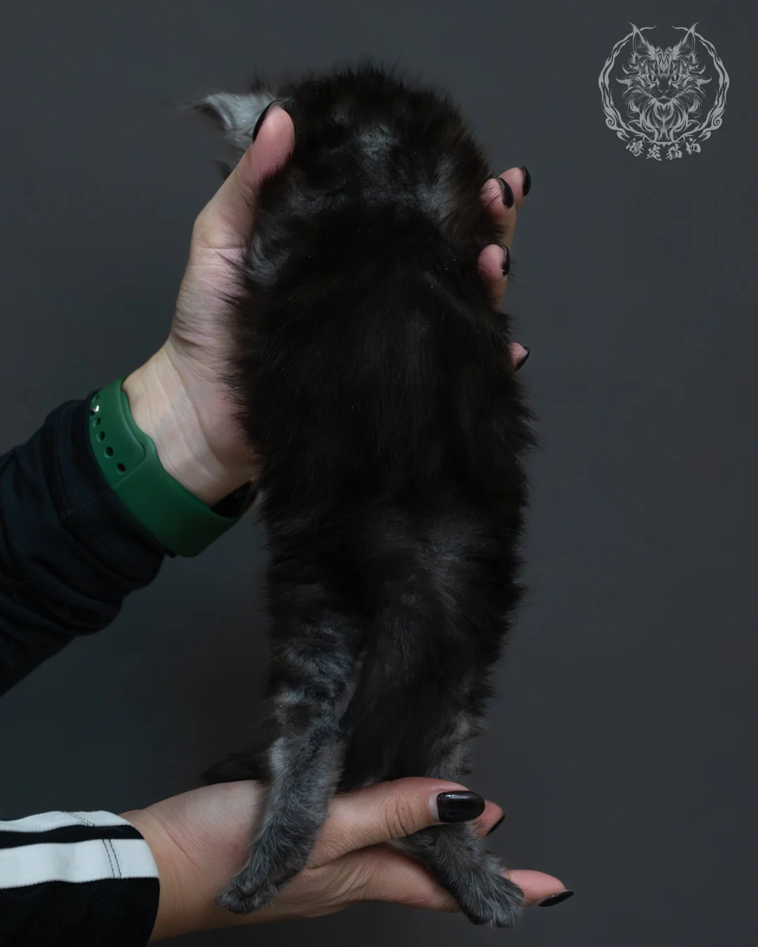 黑煙燻緬因貓 9