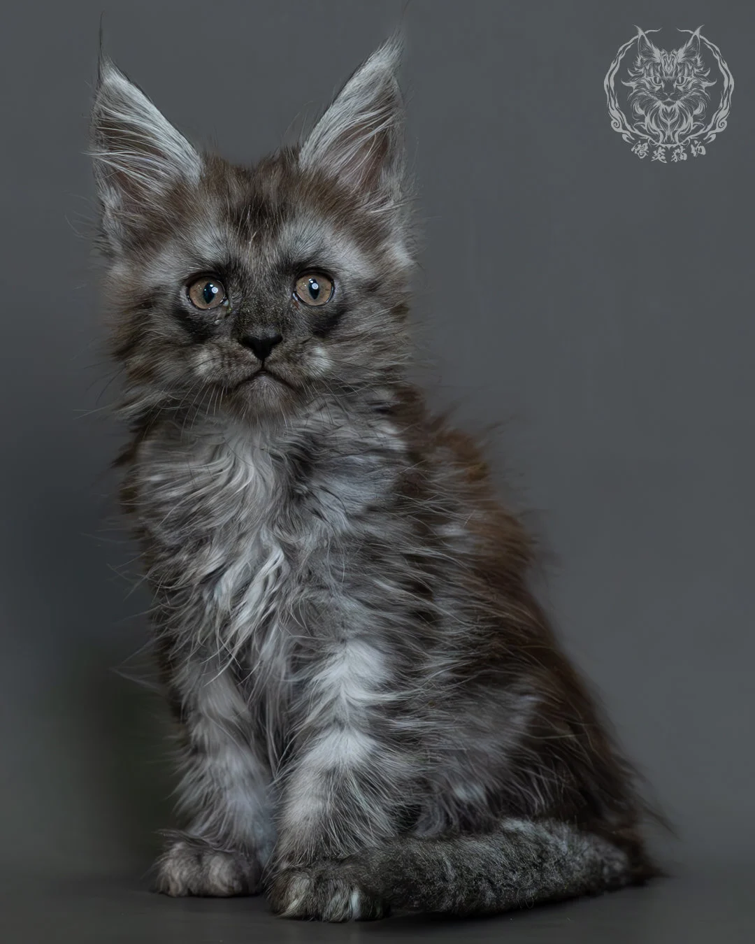 黑煙燻緬因貓 6