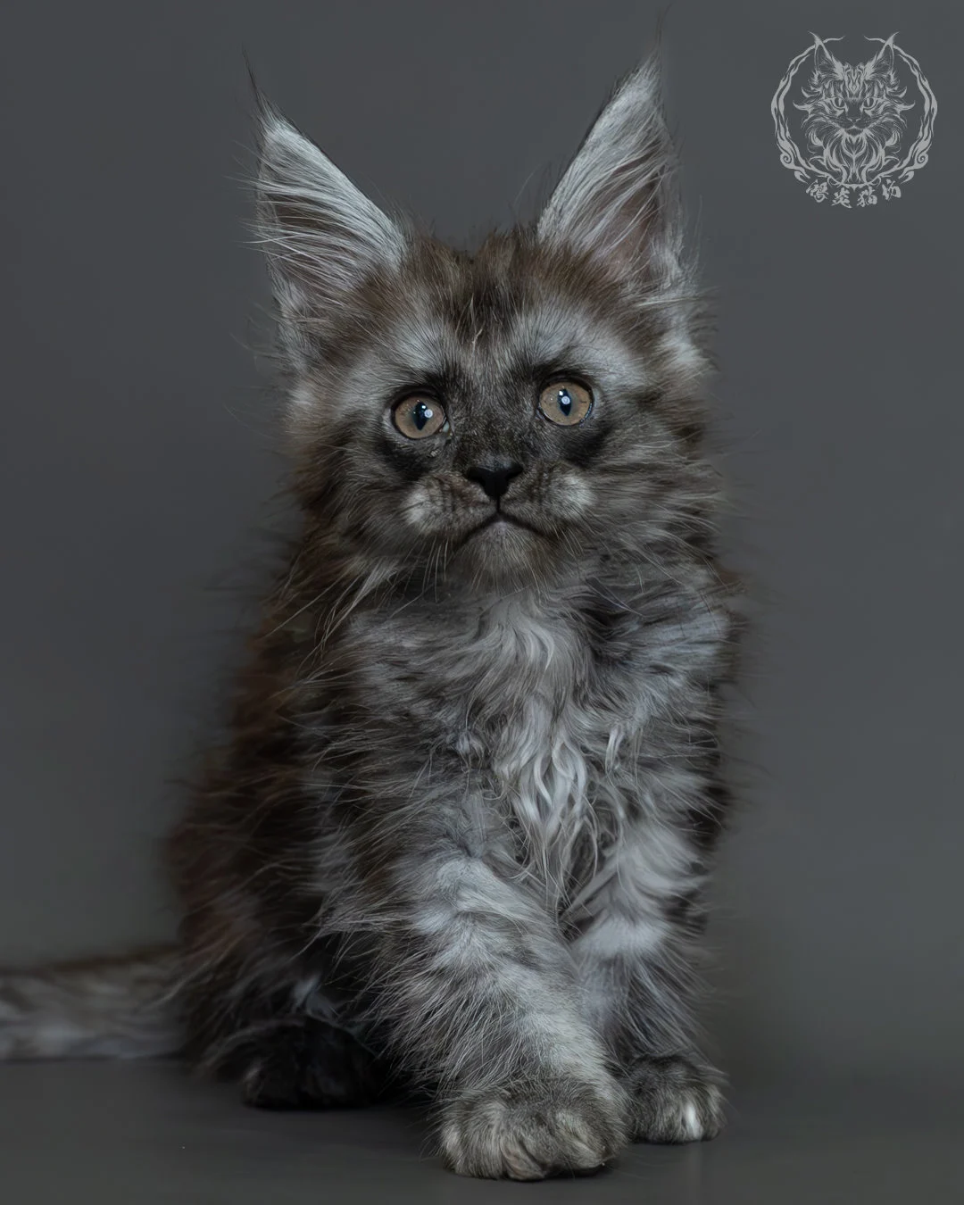 黑煙燻緬因貓 12