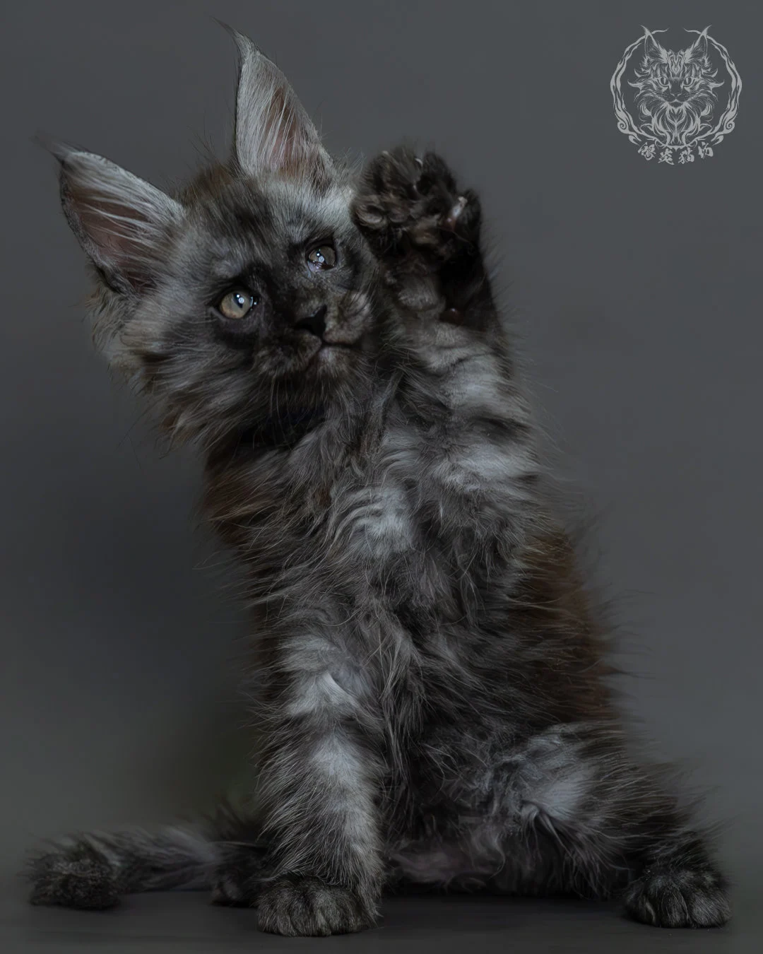 黑煙燻緬因貓 6