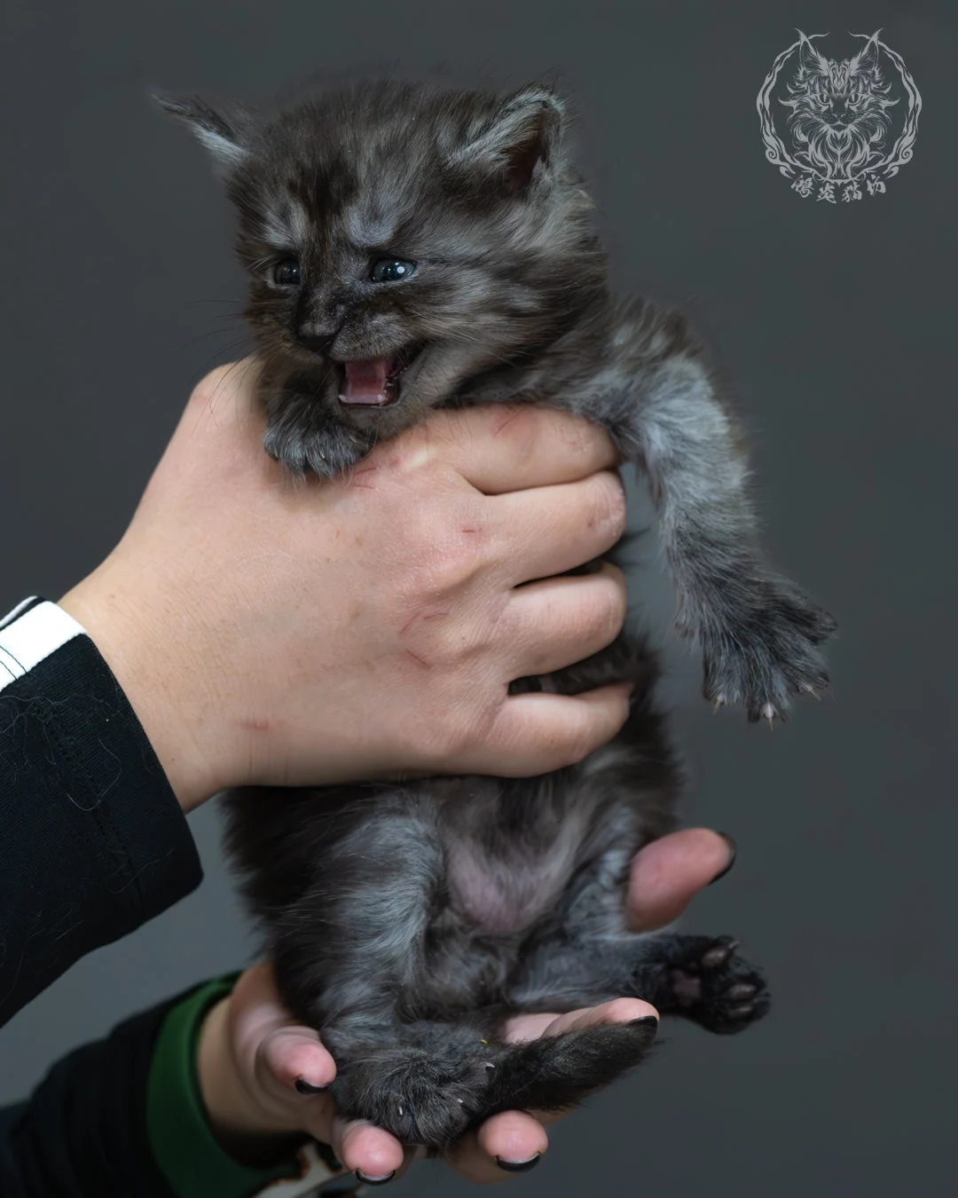 黑煙燻緬因貓 3