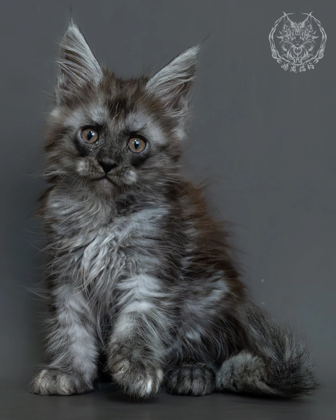 黑煙燻緬因貓 9