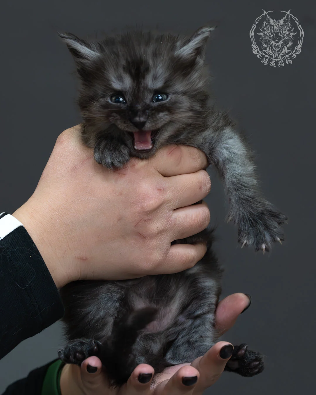 黑煙燻緬因貓 4