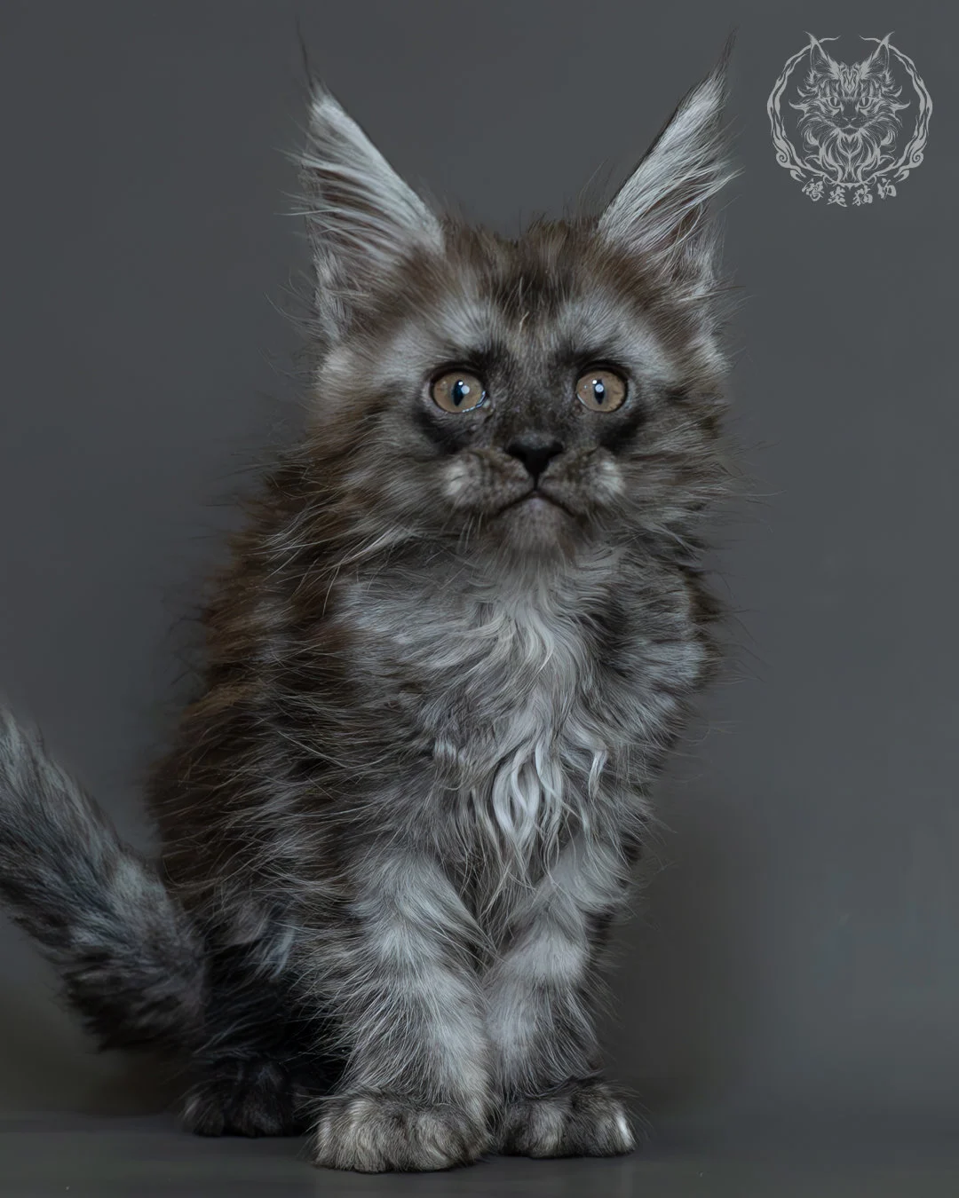 黑煙燻緬因貓 10