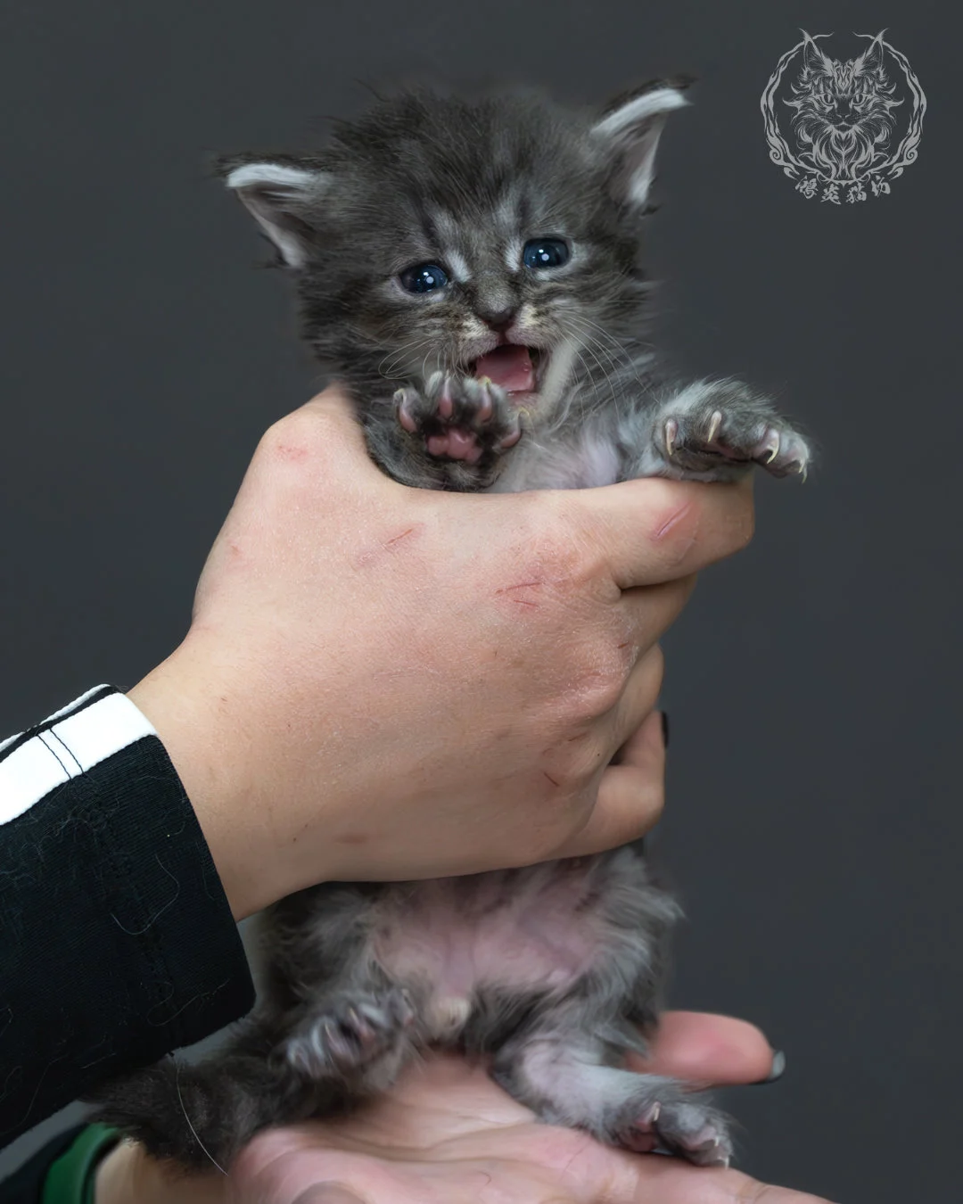 藍銀虎斑緬因貓 6