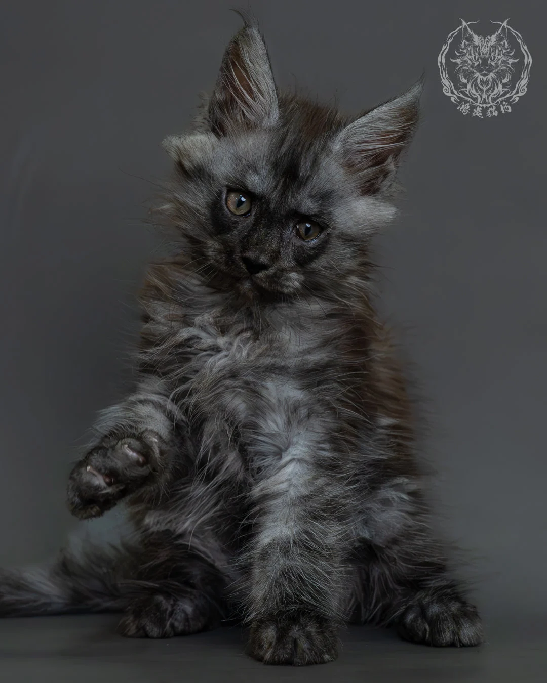 黑煙燻緬因貓 3