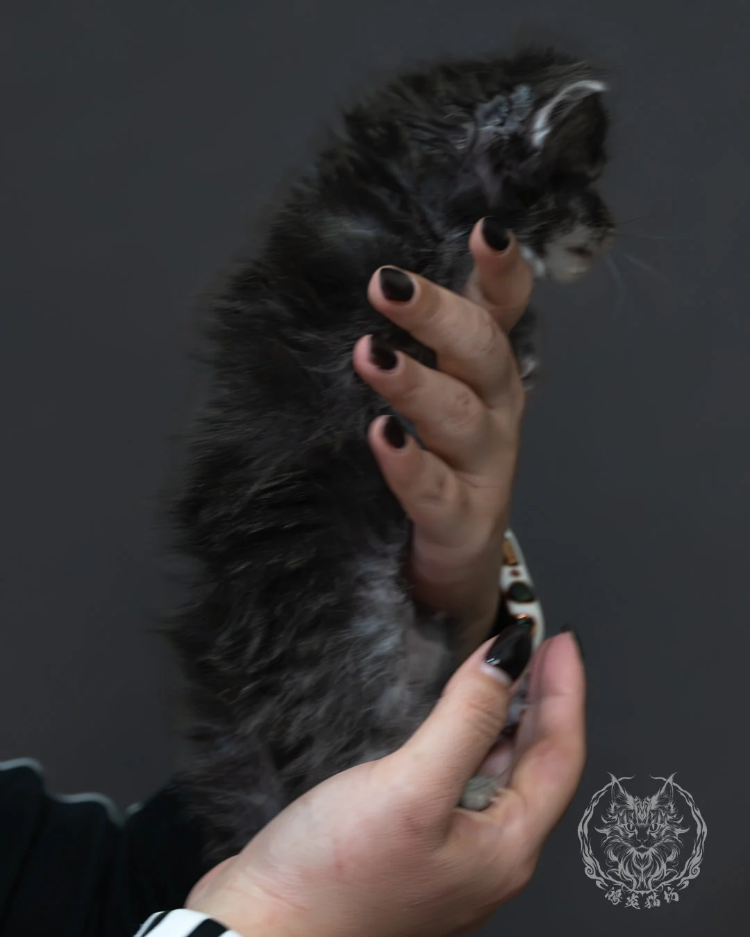 藍銀虎斑緬因貓 8