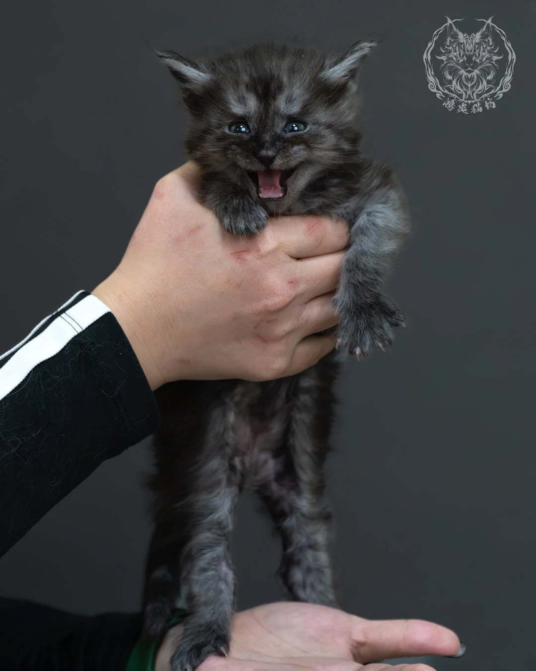 黑煙燻緬因貓 6