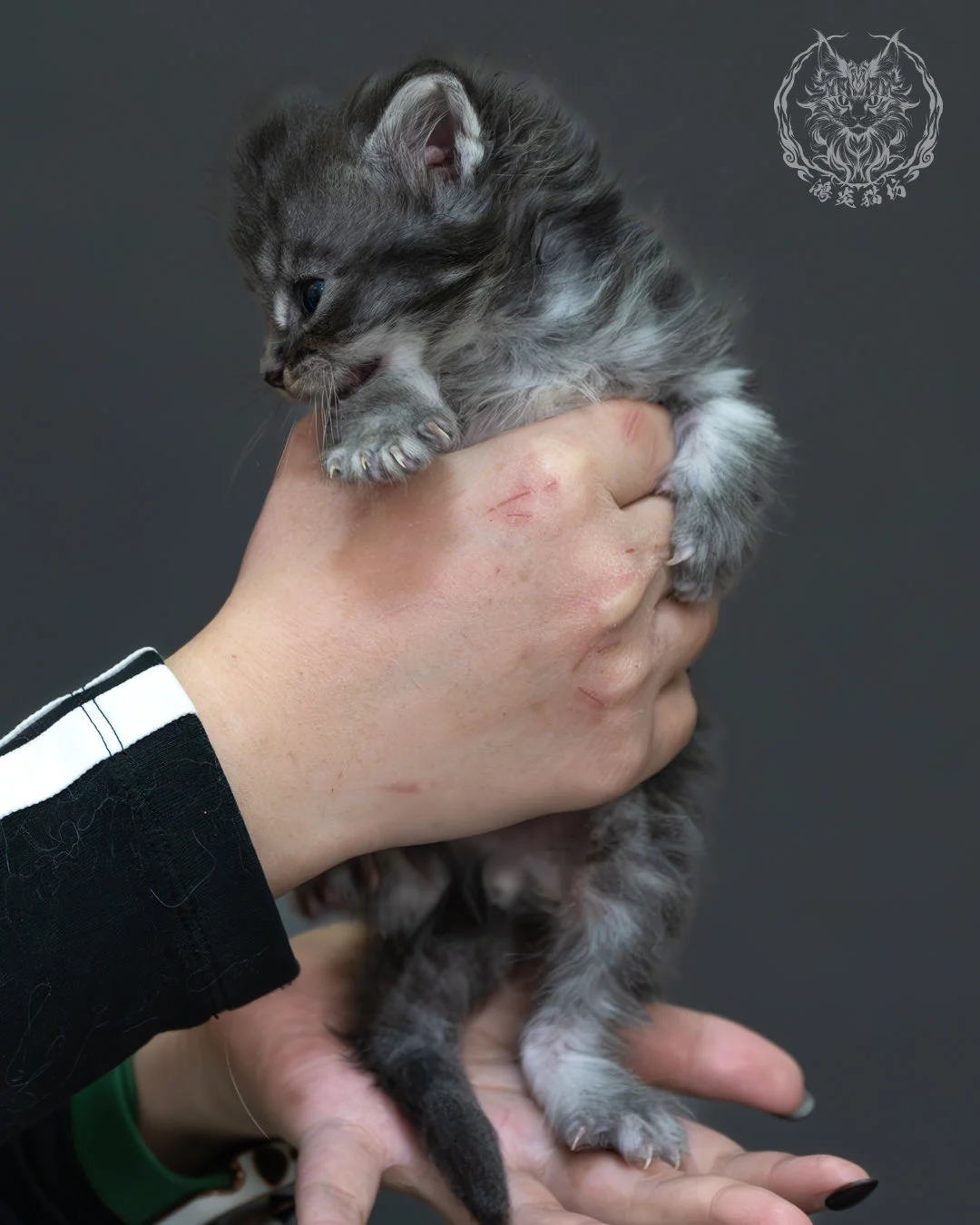 藍銀虎斑緬因貓 7