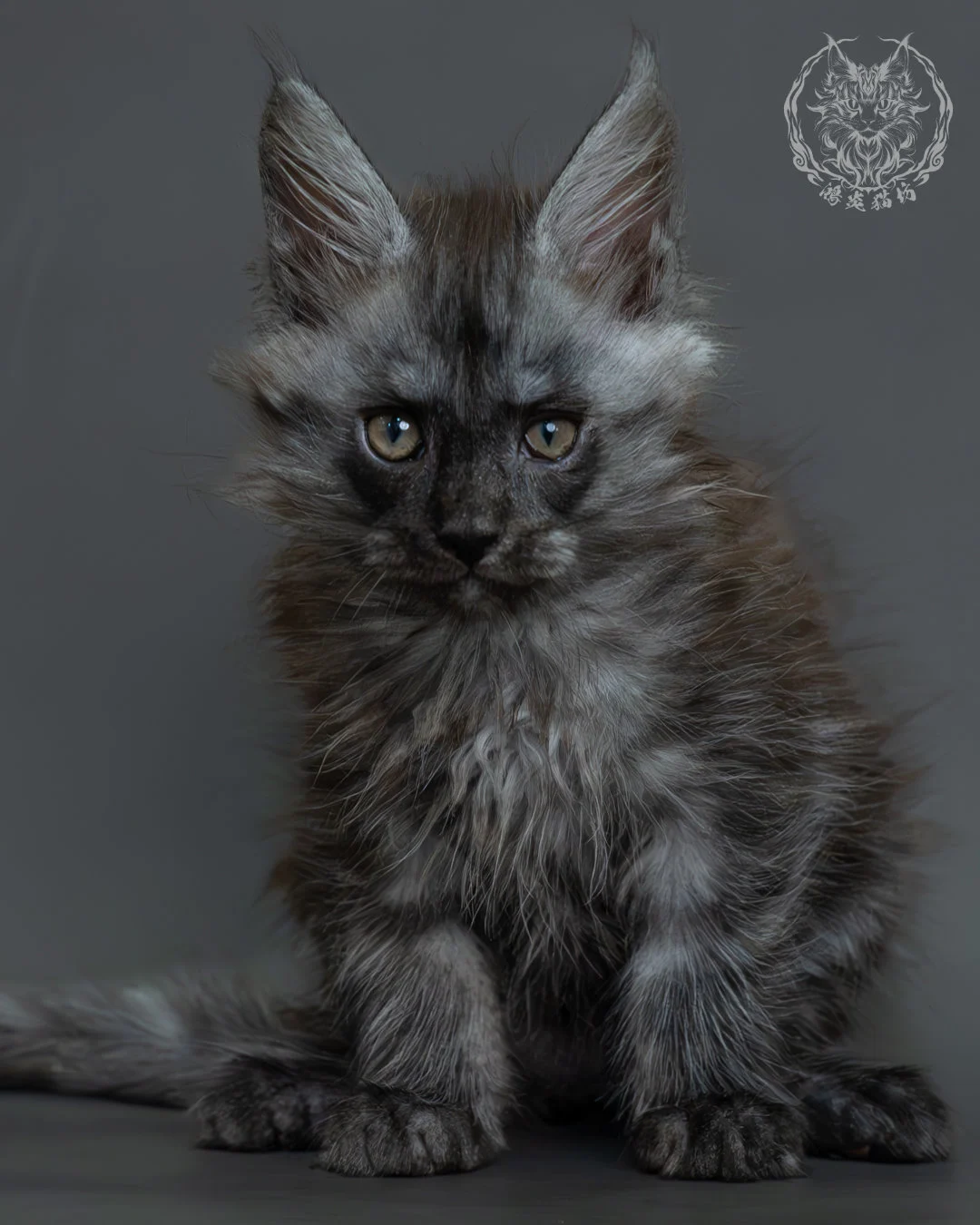 黑煙燻緬因貓 8