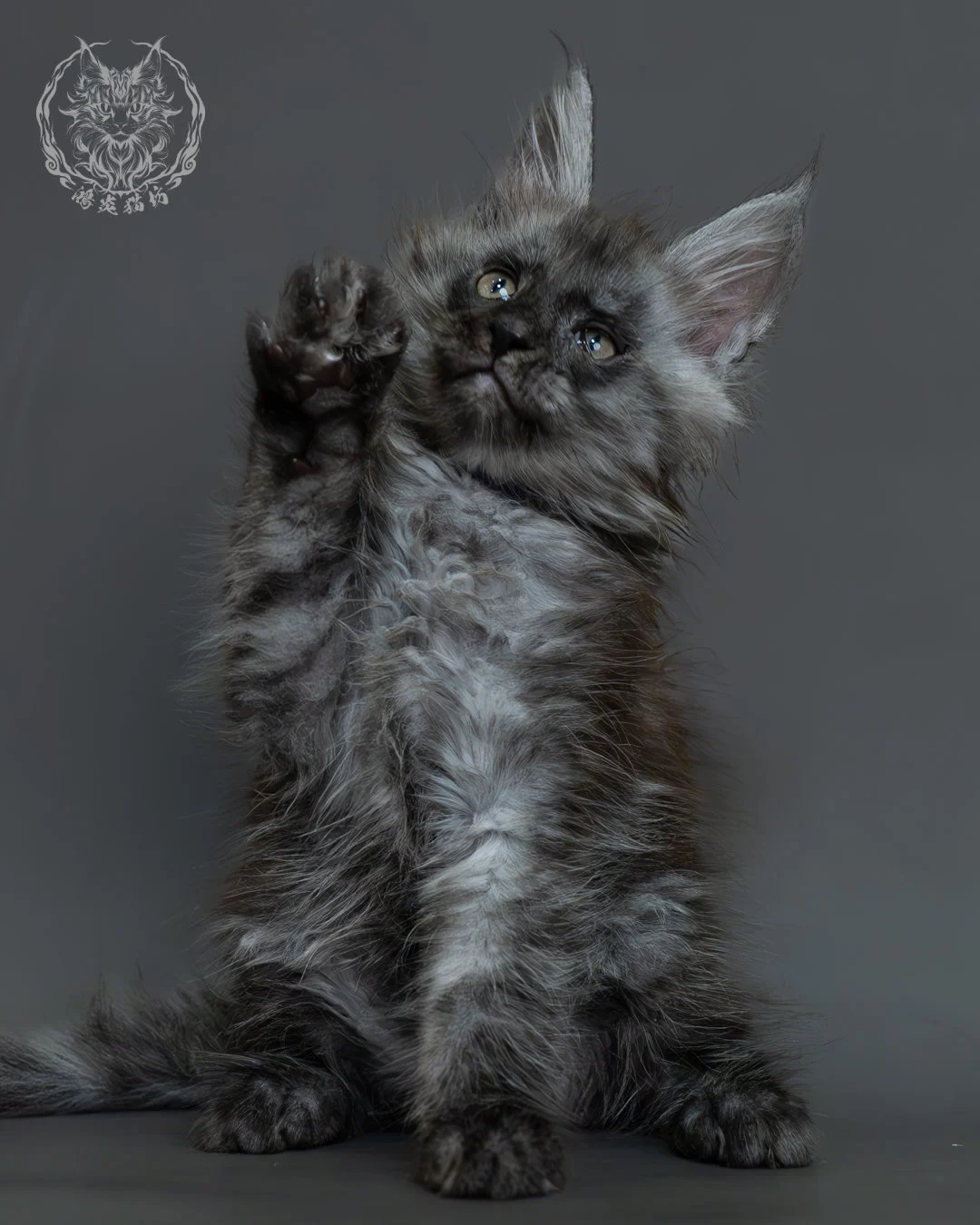 黑煙燻緬因貓 2