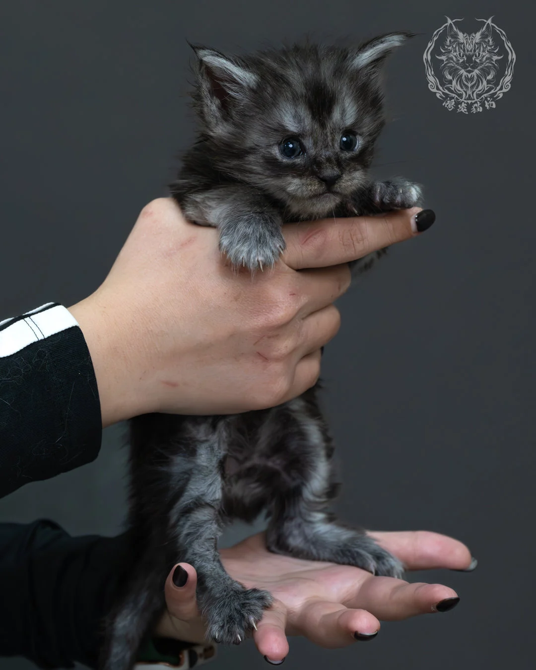 黑煙燻緬因貓 3