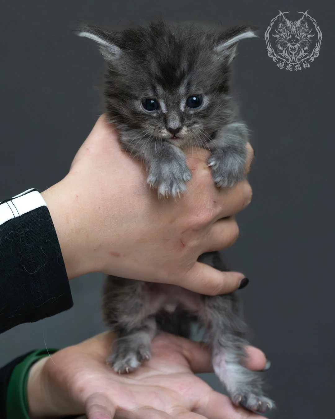 藍銀虎斑緬因貓 5