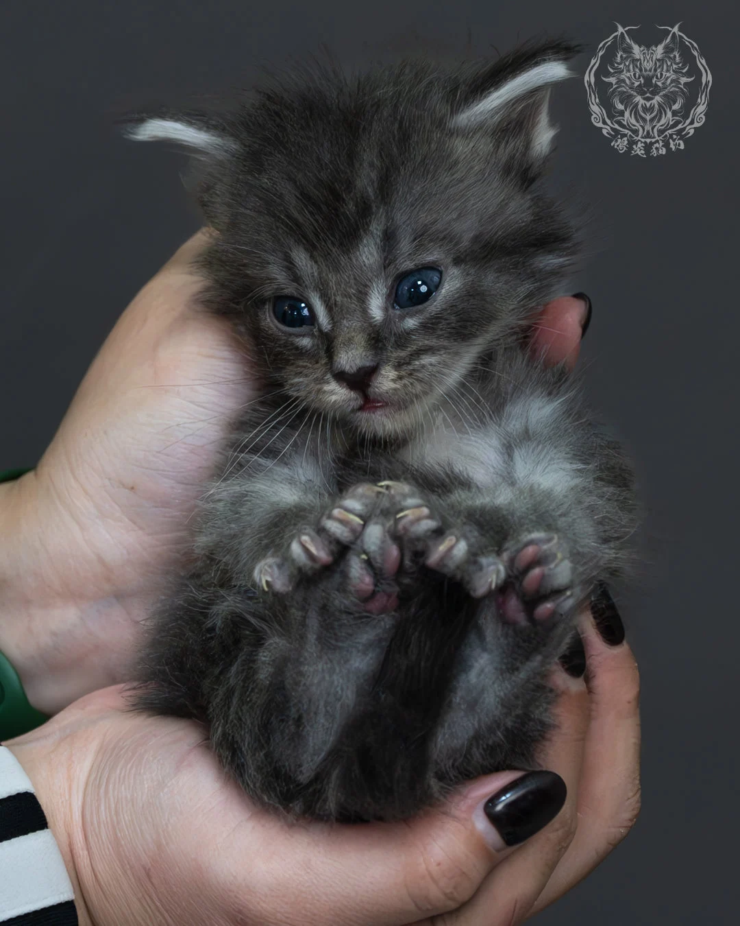 藍銀虎斑緬因貓 10