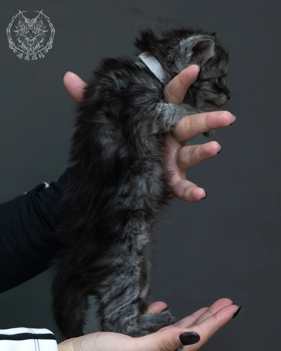 黑煙燻緬因貓 4