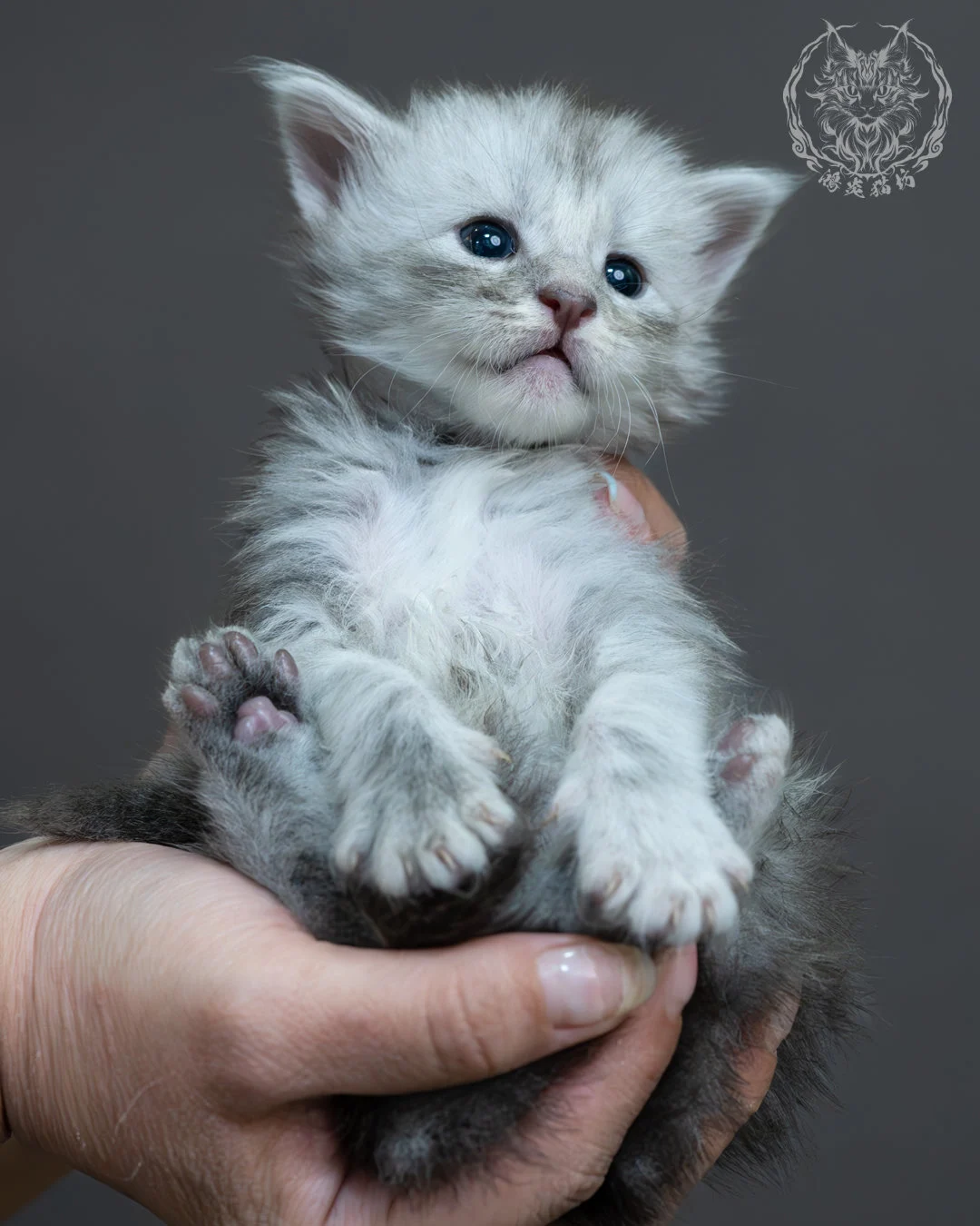 藍銀虎斑緬因貓 7