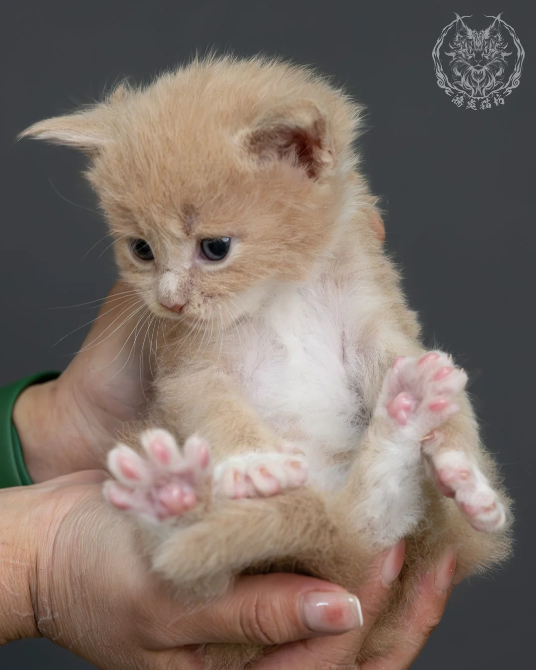 奶油虎斑緬因貓 14