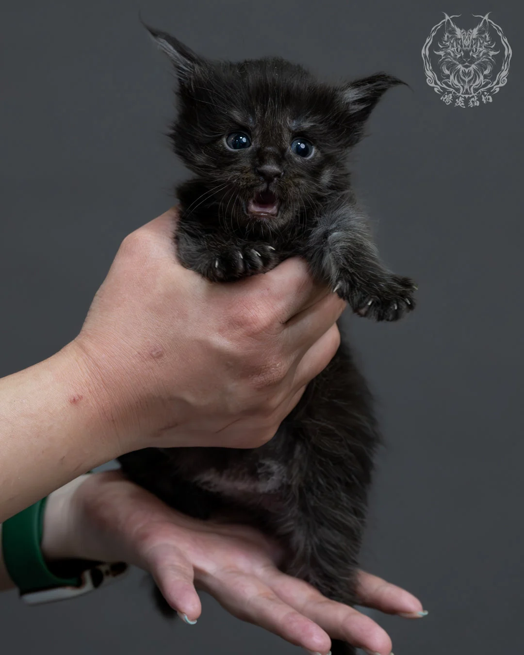 黑煙燻緬因貓 9