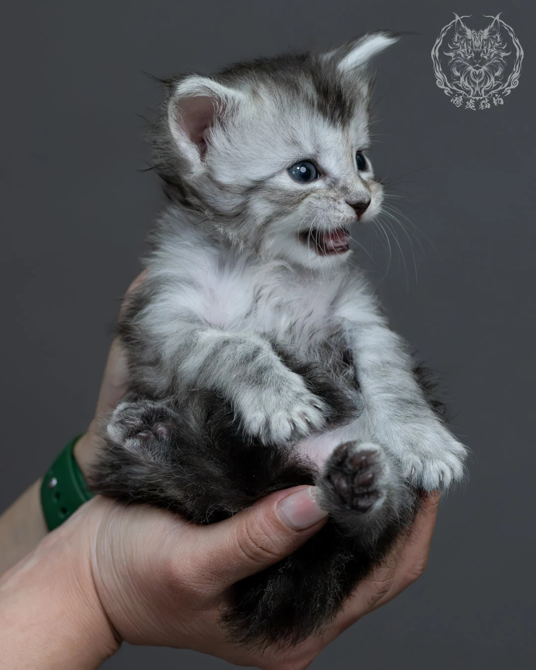 黑銀虎斑緬因貓 13