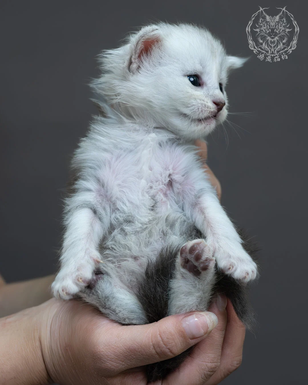 藍銀虎斑緬因貓 18