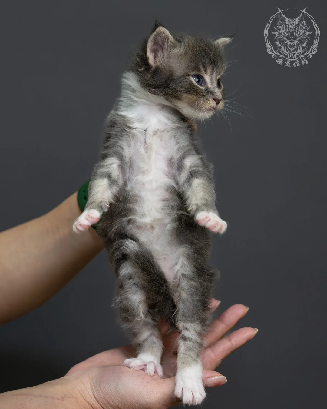 藍虎斑緬因貓 1