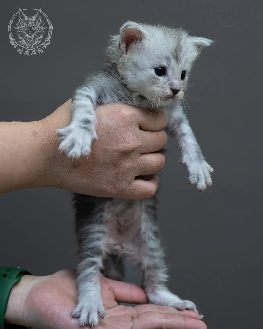 藍銀虎斑緬因貓 2