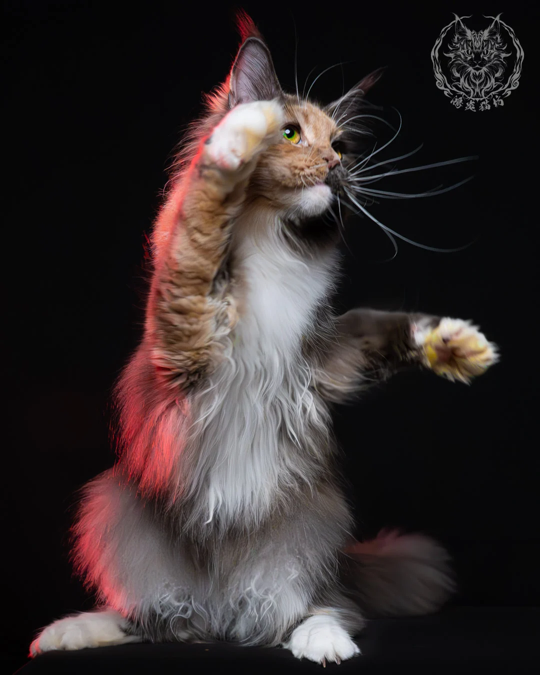 藍乳玳帽緬因貓 11