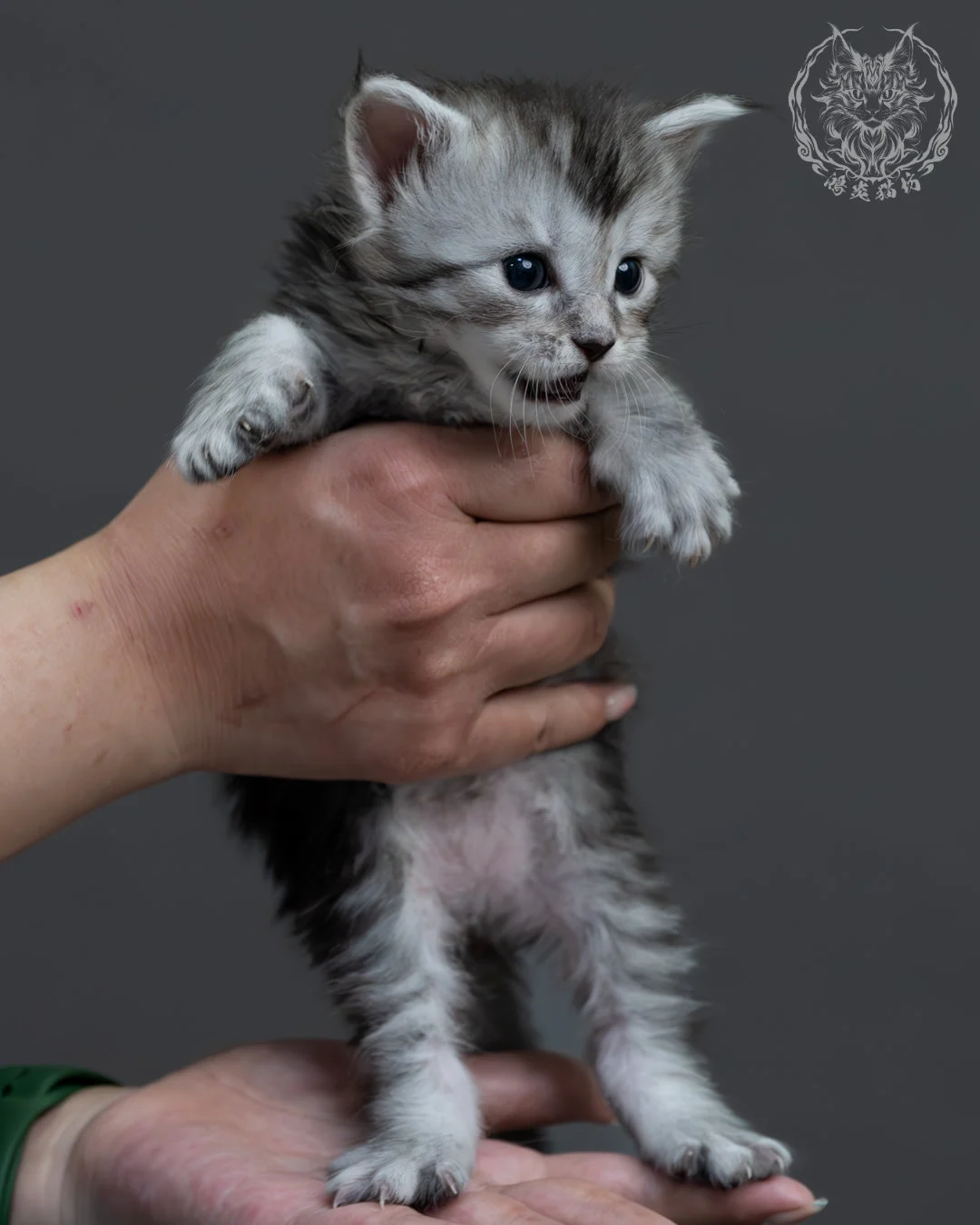 黑銀虎斑緬因貓 4