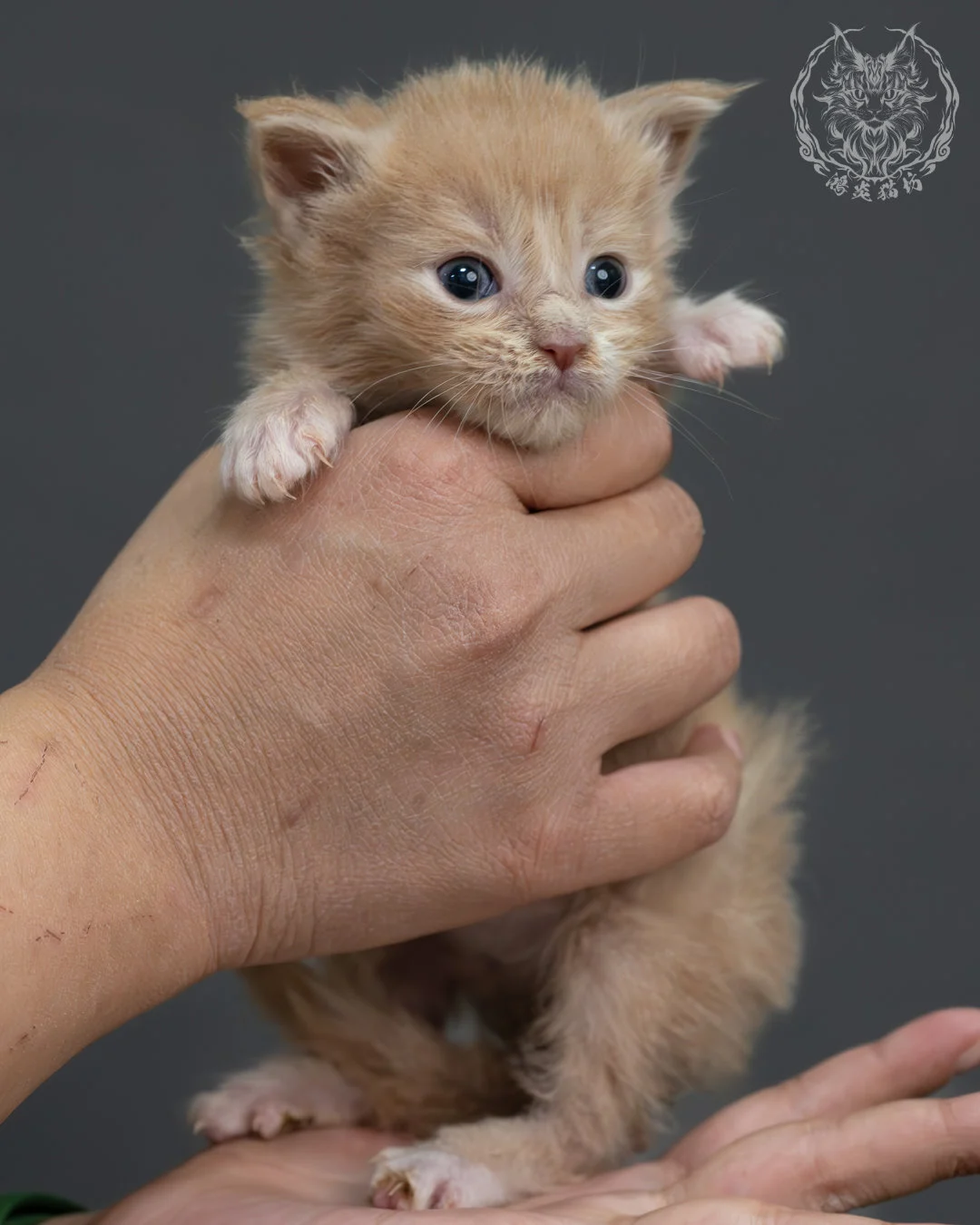 奶油虎斑緬因貓 3