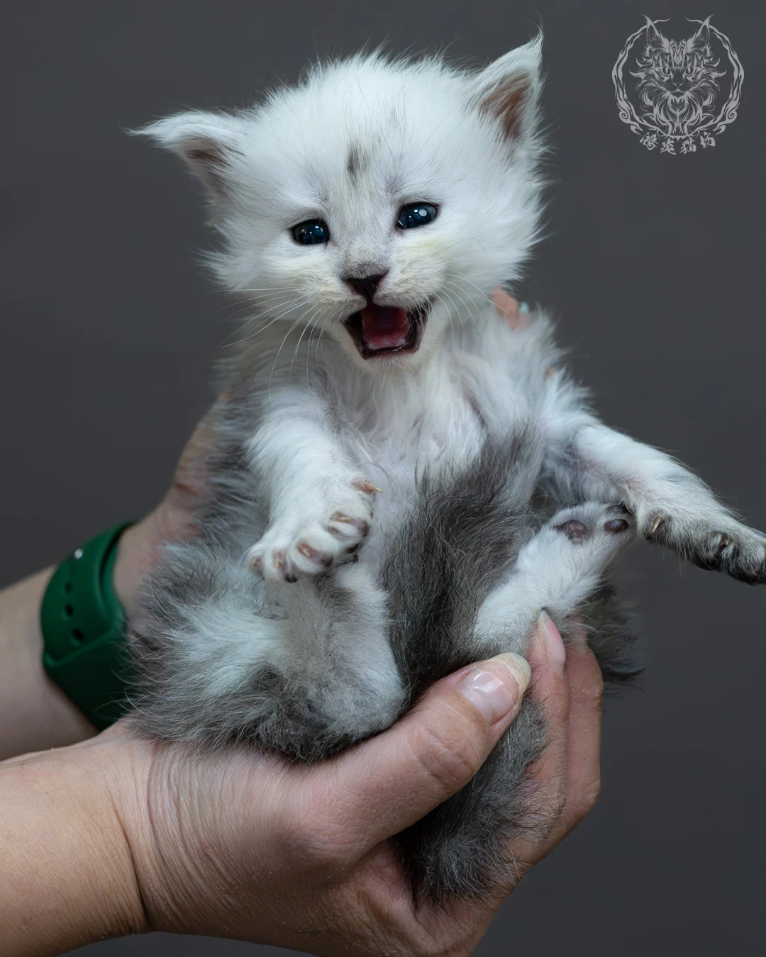 黑高煙緬因貓 15