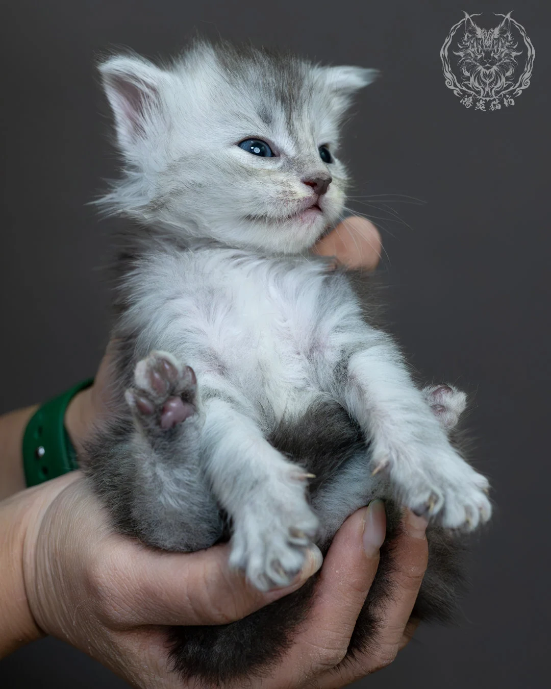 藍銀虎斑緬因貓 21