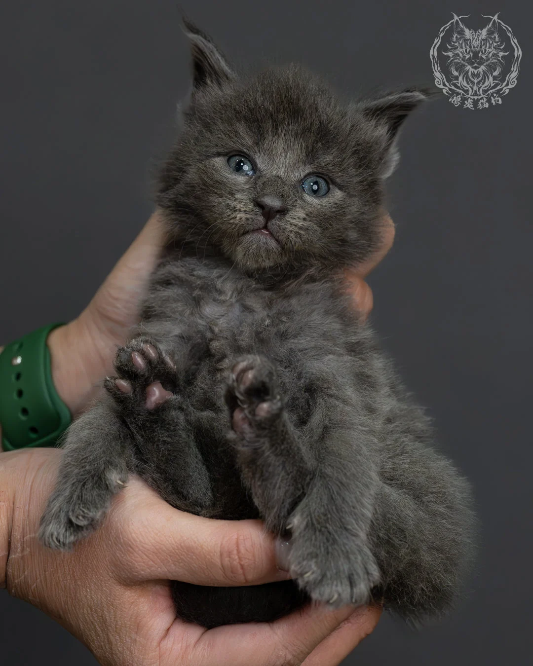 藍煙燻緬因貓 6