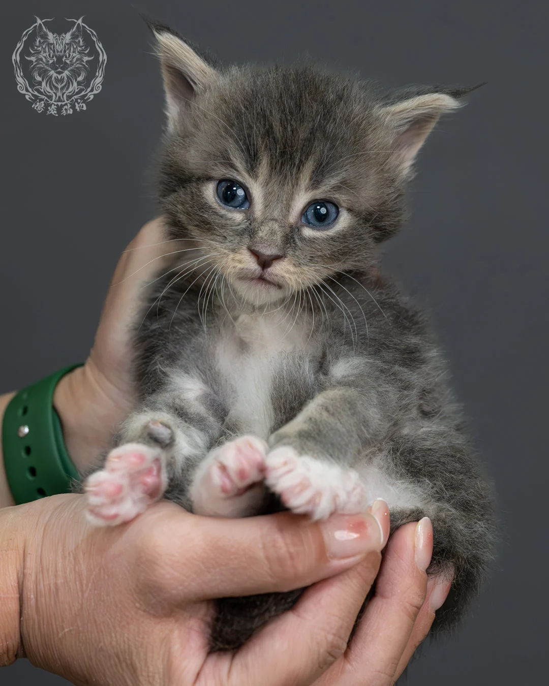 藍虎斑緬因貓 11