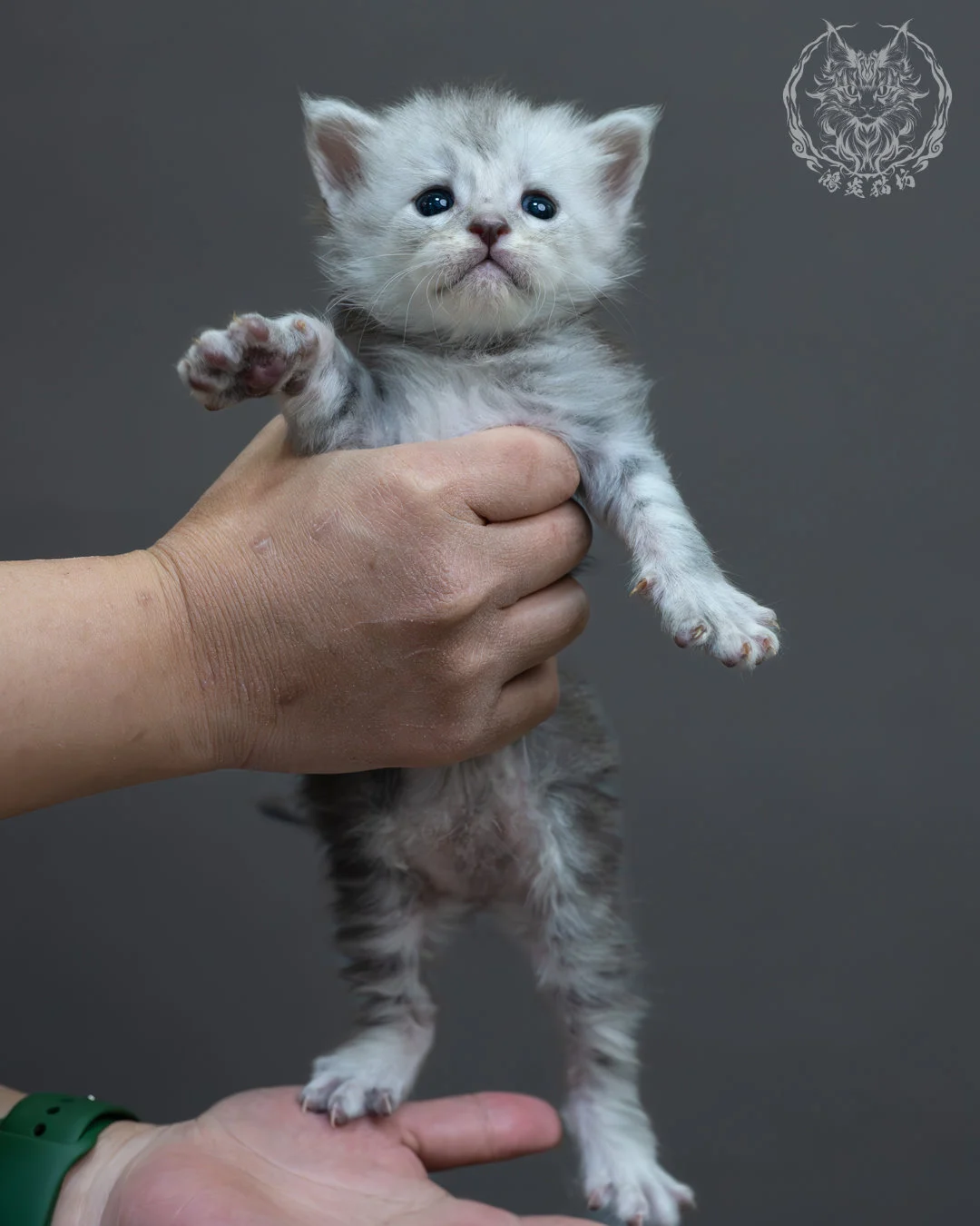 藍銀虎斑緬因貓 4