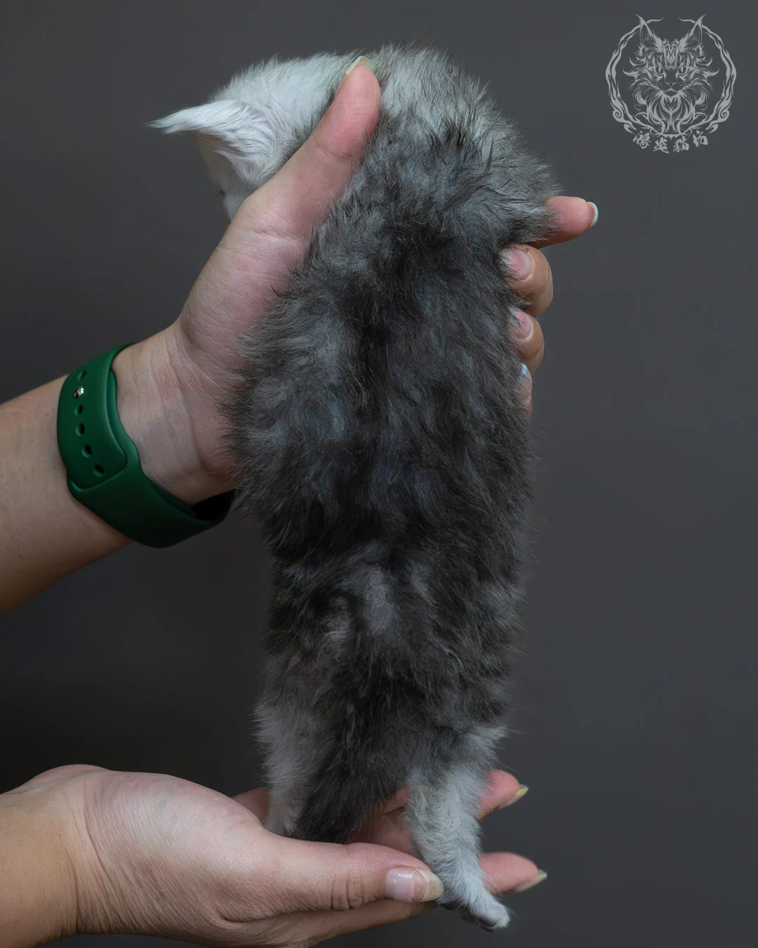 藍銀虎斑緬因貓 12