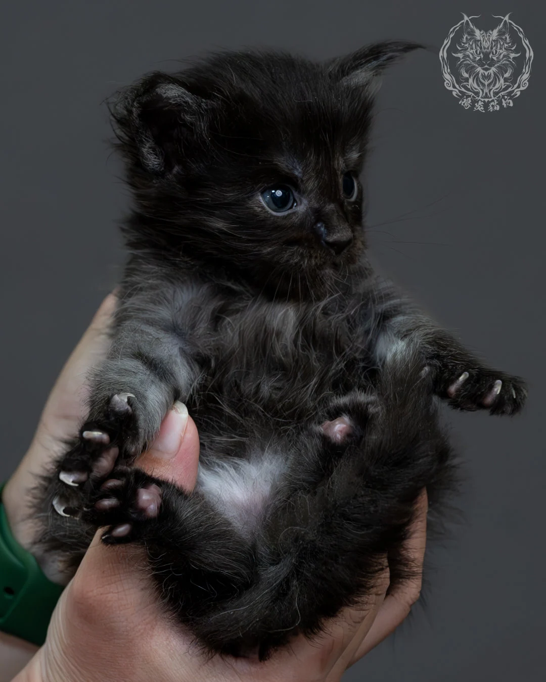 黑煙燻緬因貓 12