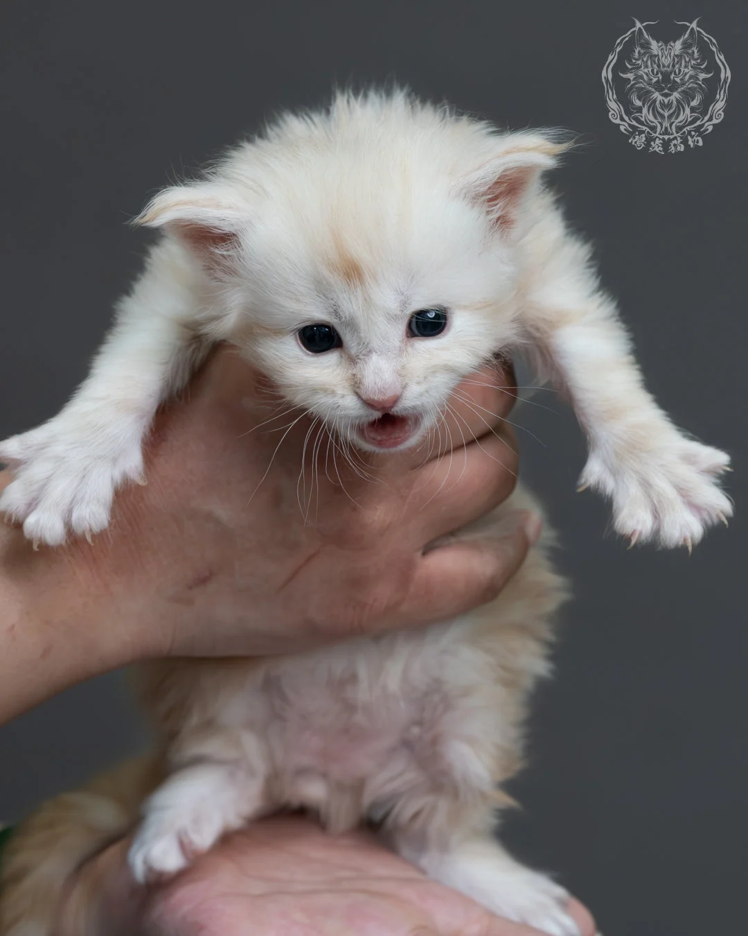 紅銀虎斑緬因貓 1