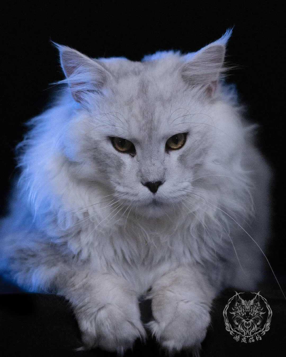 黑銀陰影色緬因貓