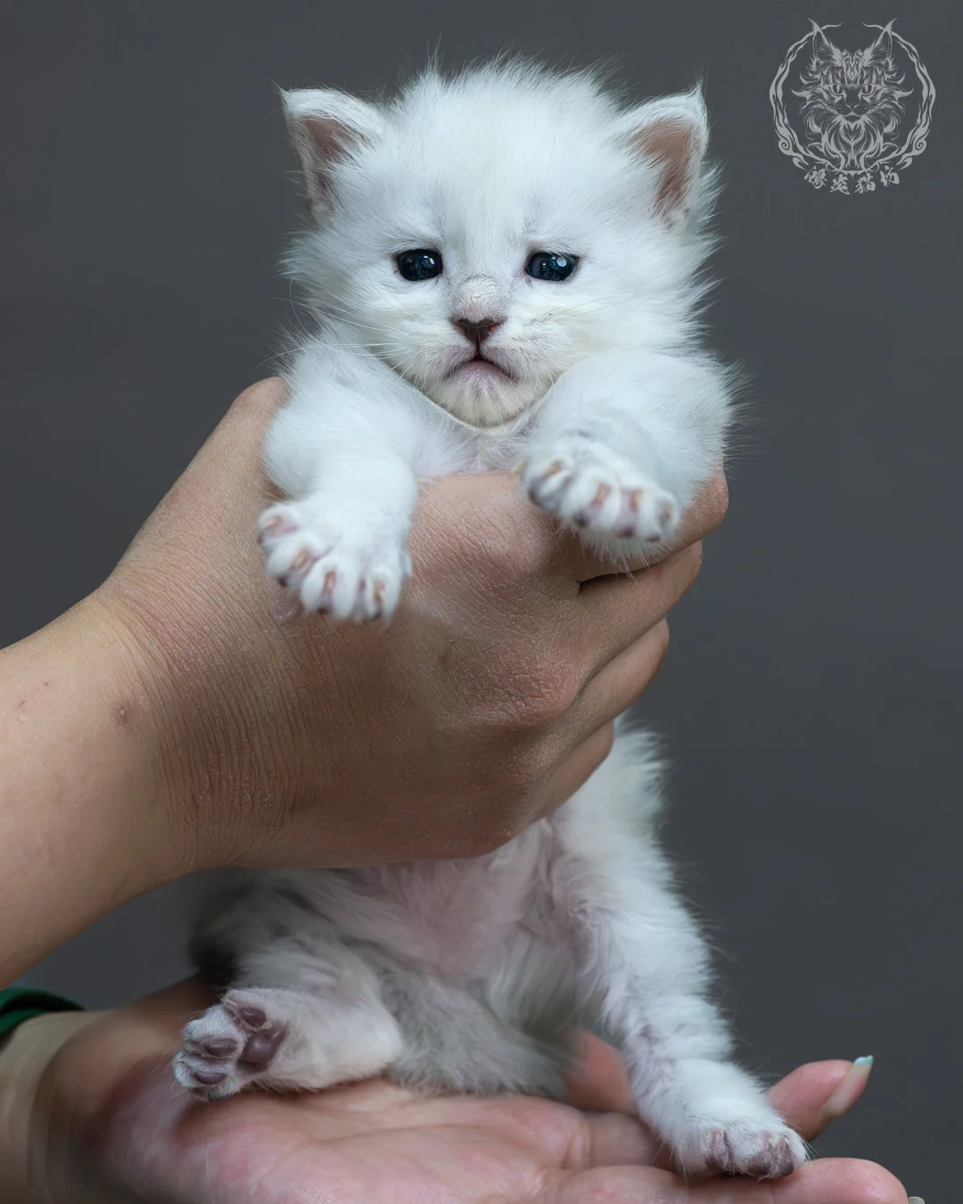 黑銀陰影緬因貓 8