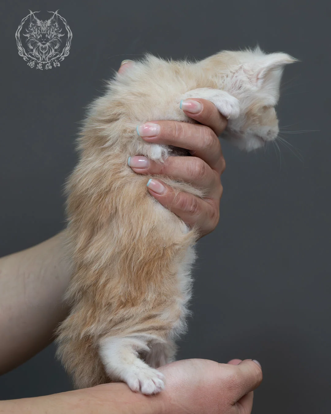 紅銀虎斑緬因貓 5