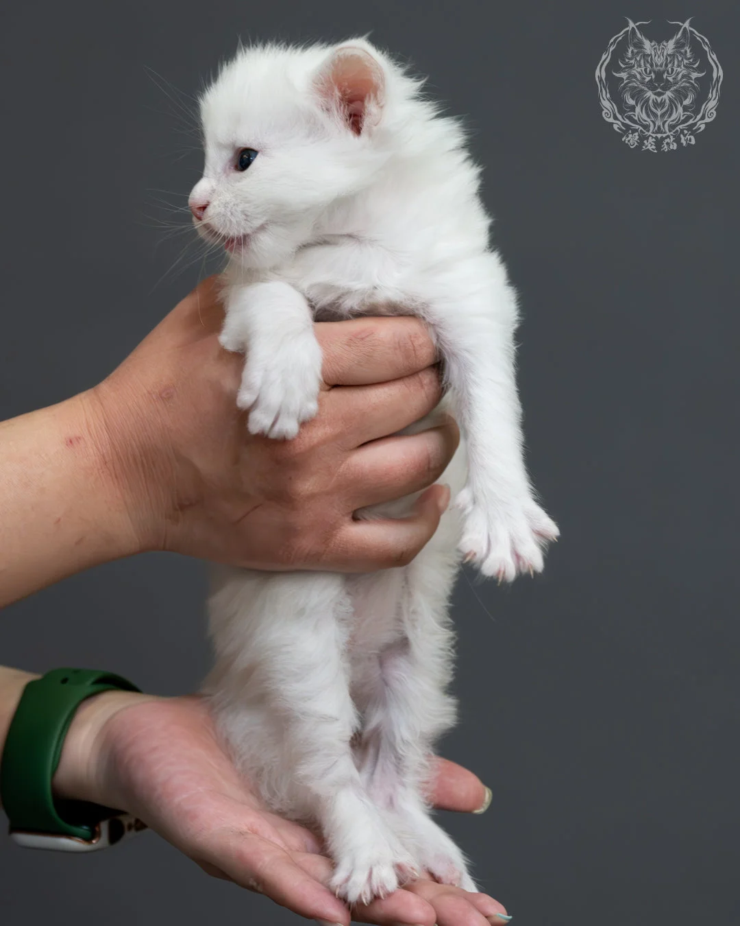 紅銀貝殼色緬因貓 4