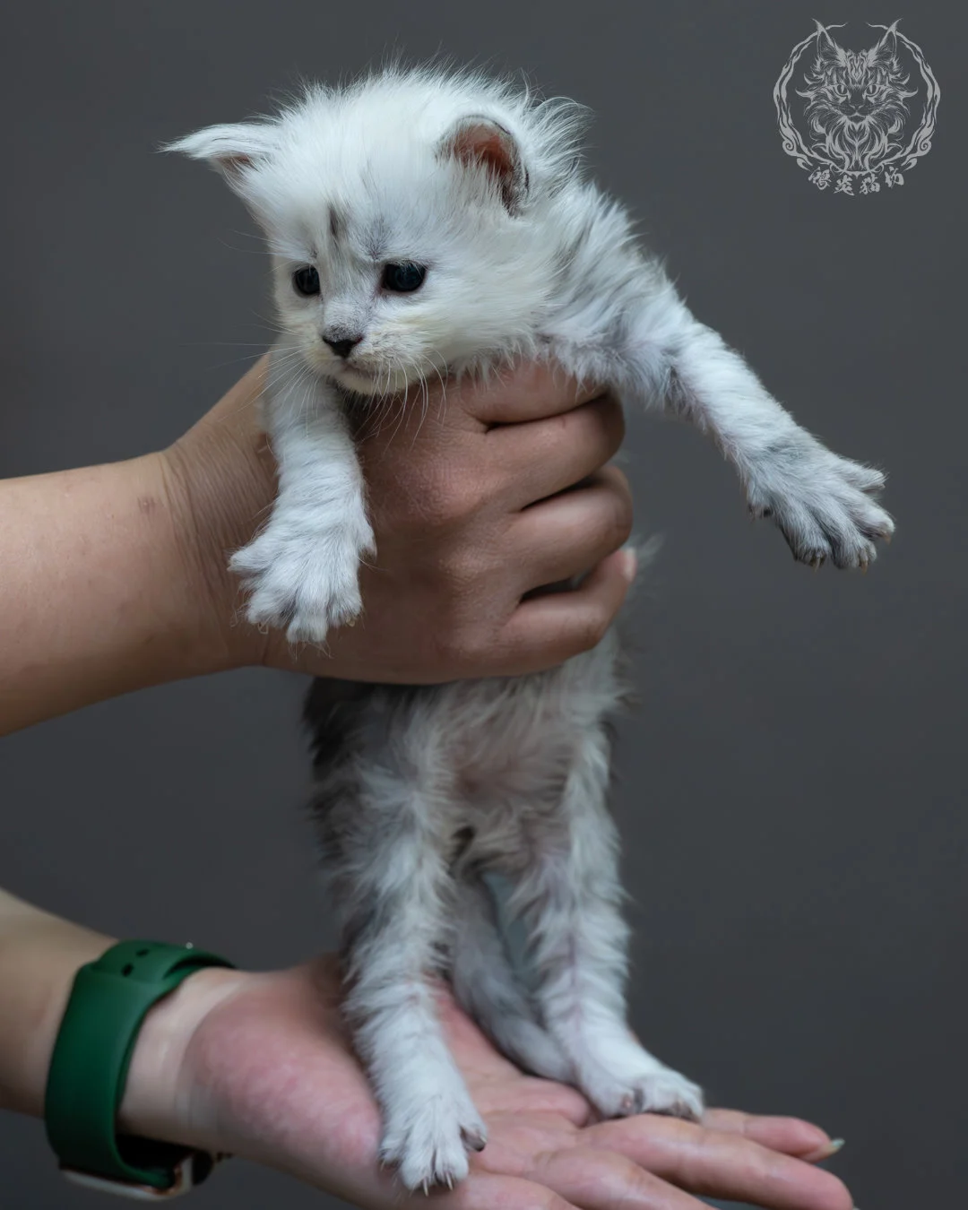 黑高煙緬因貓 2